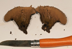 Calvatia rugosa