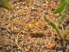 Lupocyclus philippinensis