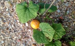Trichosanthes scabra