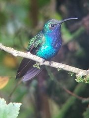 Campylopterus falcatus