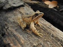 Rana dalmatina