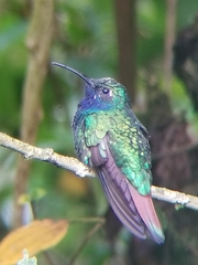 Campylopterus falcatus