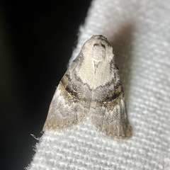 Acatapaustus leucospila