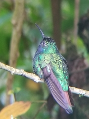 Campylopterus falcatus