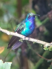 Campylopterus falcatus