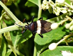 Largus balteatus