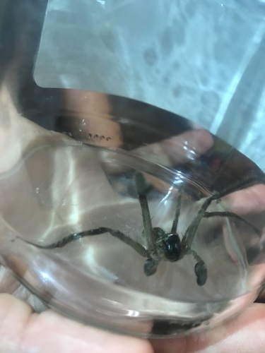 Giant Crab Spider