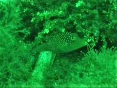 Canthigaster punctatissima