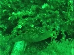 Canthigaster punctatissima