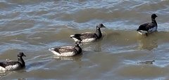 Branta bernicla