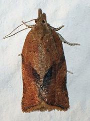 Argyrotaenia franciscana