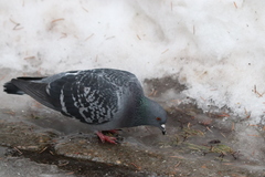 Columba livia