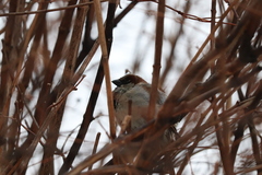 Passer domesticus