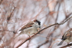 Passer domesticus