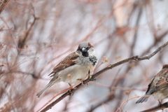 Passer domesticus