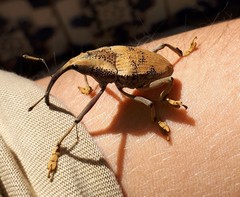 Rhinastus latisternus