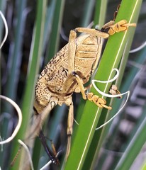 Rhinastus latisternus