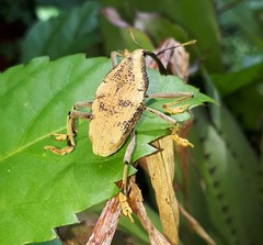 Rhinastus latisternus