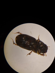 Aphodius