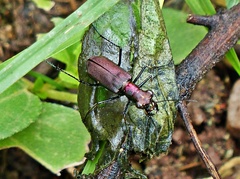 Odontocheila chrysis