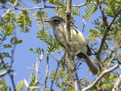Nesotriccus incomtus