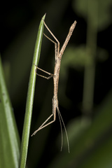 Libethra
