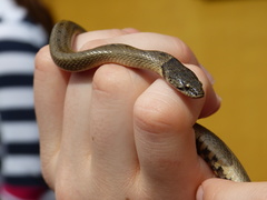 Macroprotodon brevis