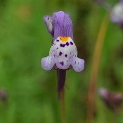 Linaria amethystea amethystea