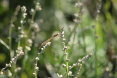 Oxyagrion rubidum