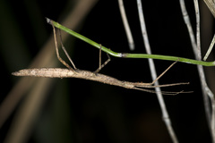 Libethra