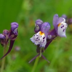 Linaria amethystea amethystea