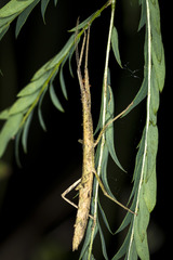 Libethra