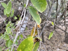 Mastophora cornigera