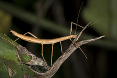 Libethra