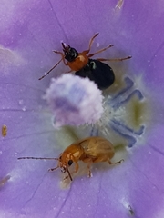 Microsyagrus marshalli