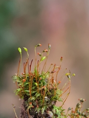 Fissidens incurvus