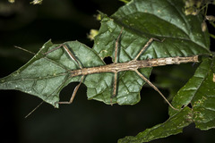 Libethra