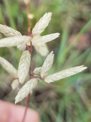 Eragrostis nindensis