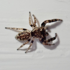 Macaroeris nidicolens