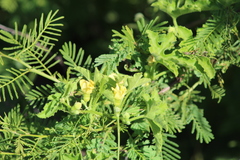 Cucurbitella asperata