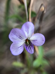 Viola arborescens