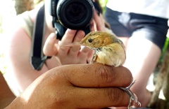 Ramphocaenus melanurus