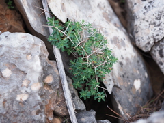 Euphorbia acanthothamnos