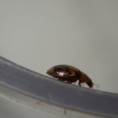 Rhyzobius litura