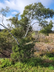 Morella cerifera image