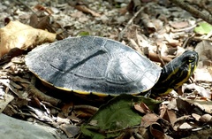 Trachemys venusta venusta