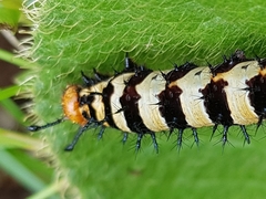Catacroptera cloanthe