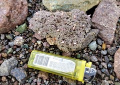 Oxalis chachahuensis