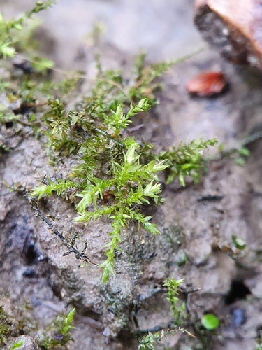 Oxyrrhynchium speciosum, 2021-02-07