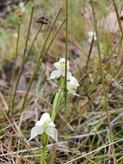 Disperis wealei